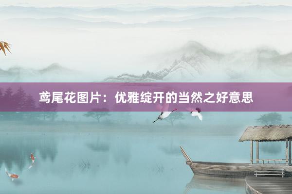 鸢尾花图片：优雅绽开的当然之好意思